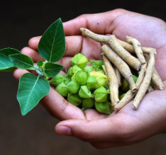 Ashwagandha