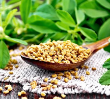 Fenugreek