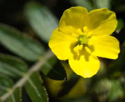 Tribulus
